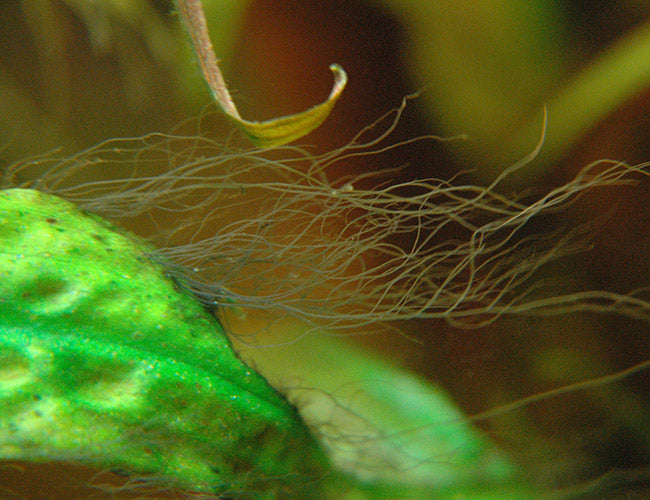 Dr Tank Staghorn algae remover