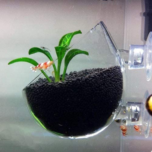 Glass pot for planted tank