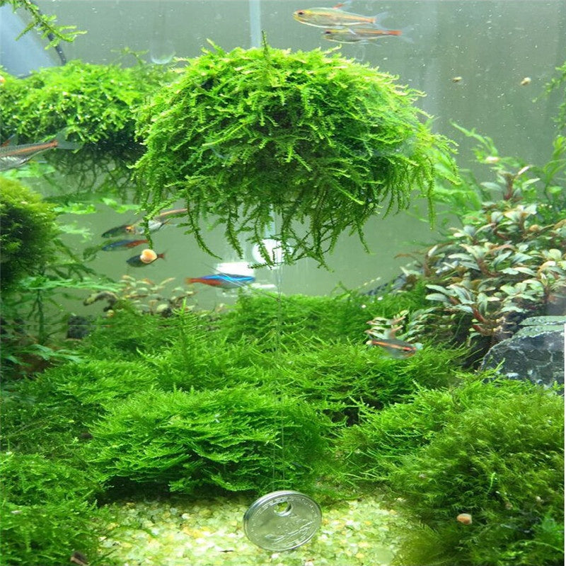 Floating moss sphere