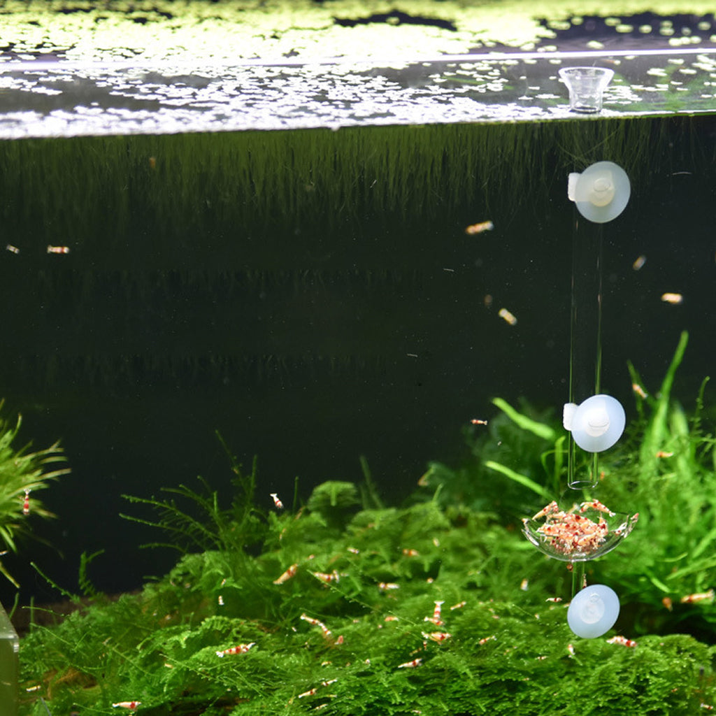 Crystal shrimp feeding tube with holder