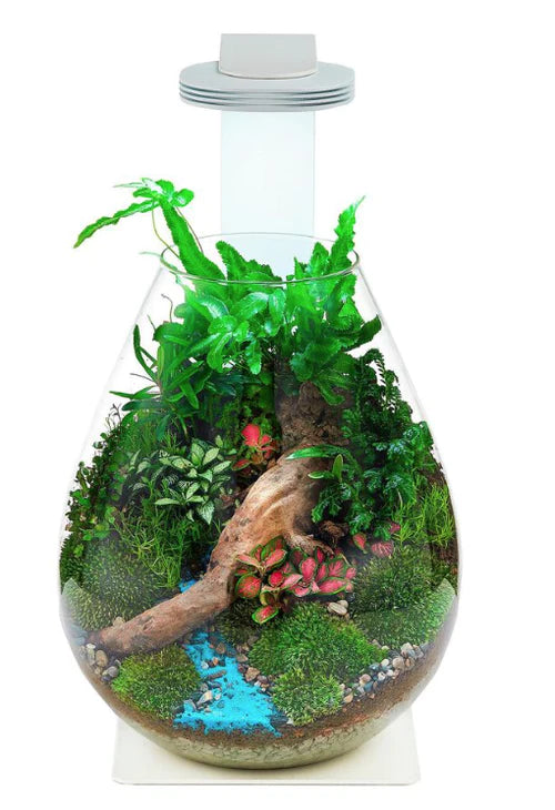 Chihiros Magnetic lamp with Glass pot / Glass air for terrarium