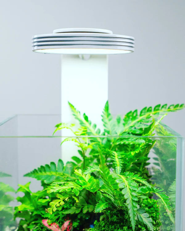Chihiros Magnetic lamp with Glass pot / Glass air for terrarium