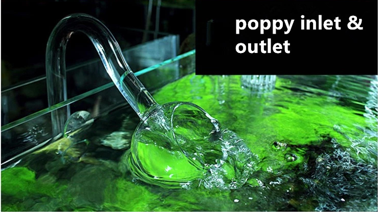 Glass Poppy outflow