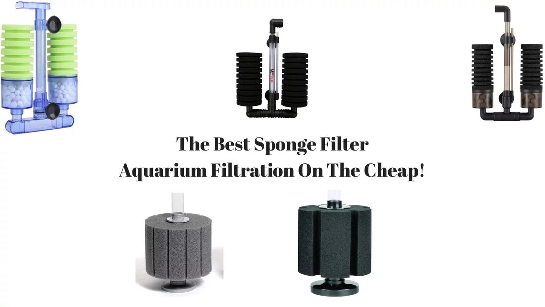 How Sponge filters can help and which ones is best for you !