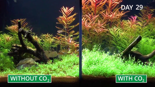 Why CO2 is essential for any planted tank