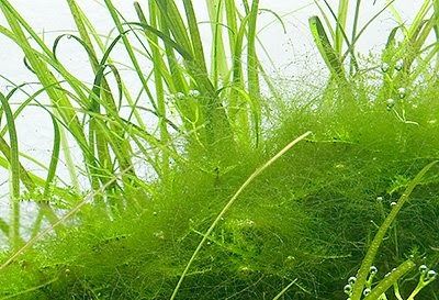 Algae treatments