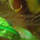 Dr Tank Staghorn algae remover